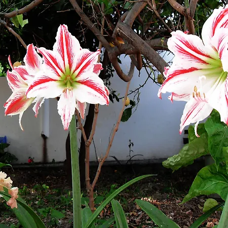 Helliniko (adults Only) Hotel Páros